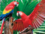 Scarlet Macaw (Family Puzzle)