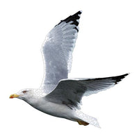 Seas the Day - Ensemble de deux puzzles de forme