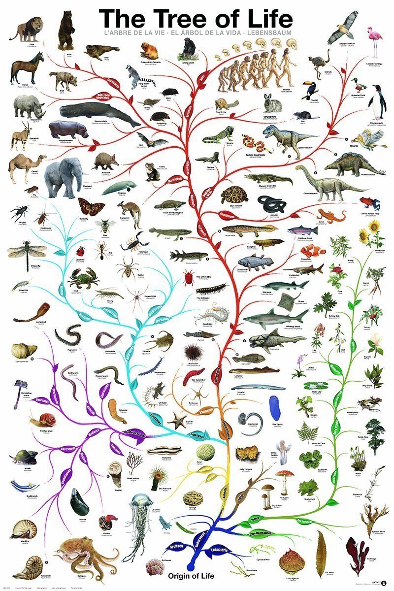 Evolution - The Tree of Life