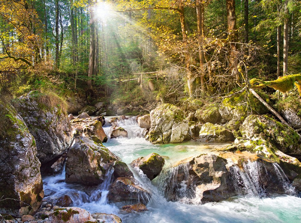 The Forest Stream