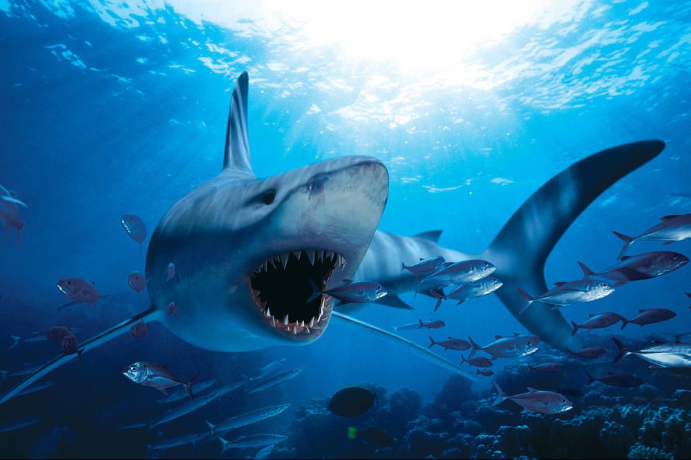 Hungry Shark
