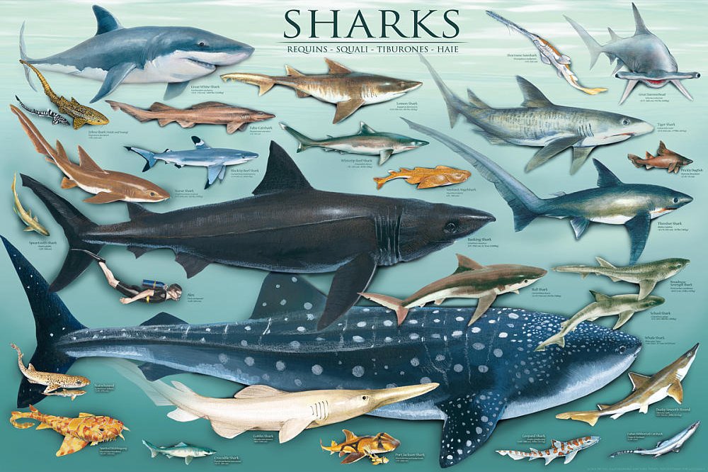 Sharks