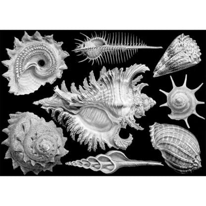 Shells