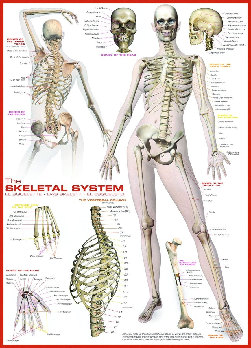 Skeletal System (Human Body)