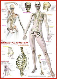 Système squelettique (corps humain)