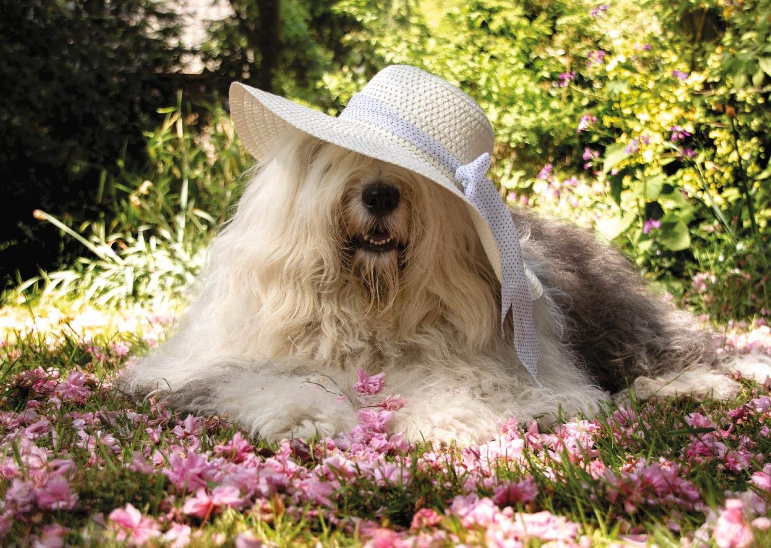 Sophie the Dog