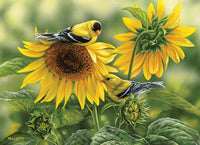 Tournesols et Goldfinches, Rosemary Millette