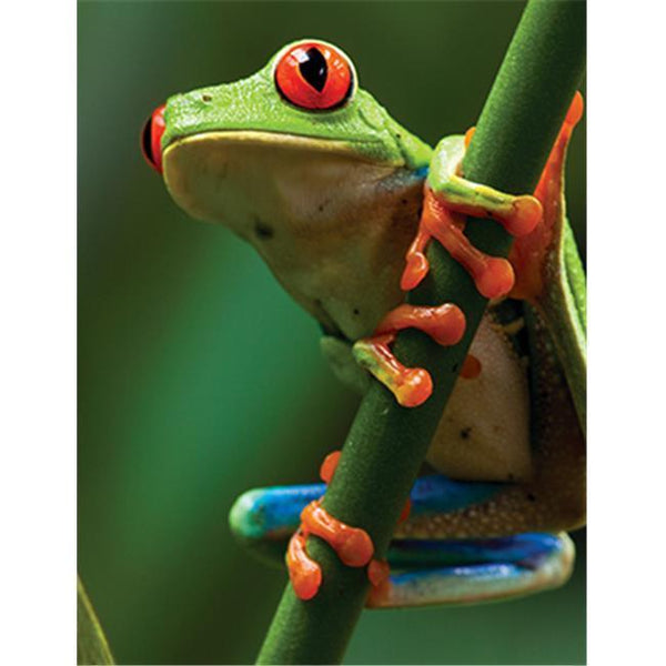 Buy Tree frog Puzzle | Jigsaw Jungle