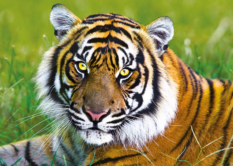 Tigre