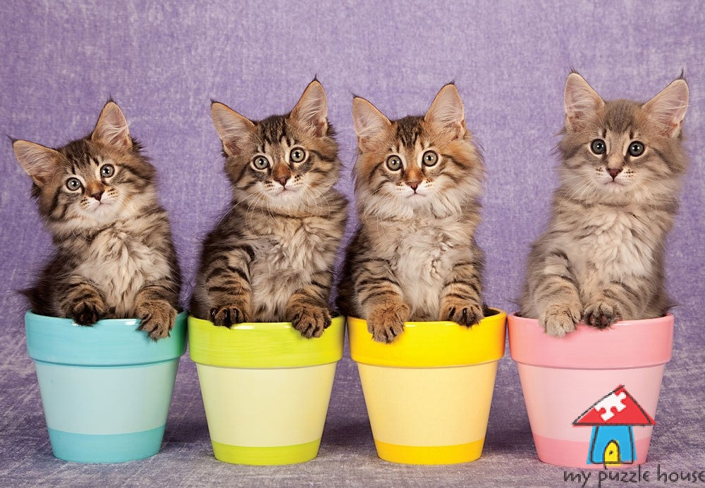 Chatons Moggy