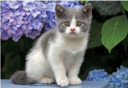 Jardin kitty