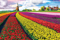 Tulip Fields, Netherlands