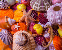 Trésors des coquilles de mer