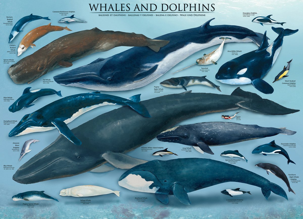 Whales & Dolphins (Baleines & Dauphins) (1000pcs)