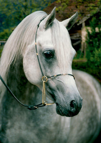 Mini puzzle des animaux (cheval blanc)