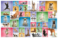 Chiens de yoga, contactez votre chiot intérieur